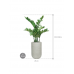 Растение в кашпо Zamioculcas in Ridged Horizontally