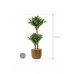 Растение в кашпо Dracaena fragrans 'Compacta'q in Capi Nature Groove