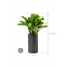 Растение в кашпо Aglaonema 'Freedman' in Baq Basic