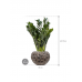 Растение в кашпо Zamioculcas zamiifolia 'Super Nova' in Baq Luxe Lite Moon