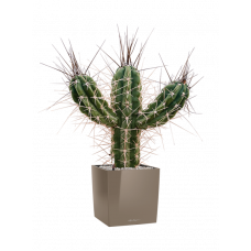 Stetsonia coryne in Lechuza Cube Premium