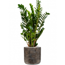 Zamioculcas zamiifolia in Baq Luxe Lite Universe Wrinkle