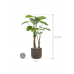 Растение в кашпо Alocasia in Baq Luxe Lite Universe Waterfall