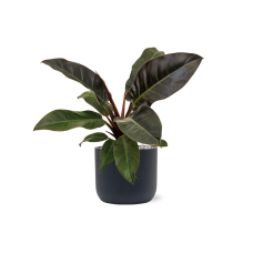 Philodendron 'Imperial Red' in Baq Ease