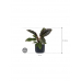 Растение в кашпо Philodendron 'Imperial Red' in Baq Ease