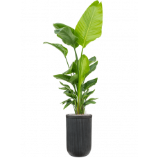 Strelitzia nicolai (120-160) in Baq Vertical Rib