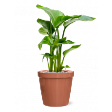 Strelitzia nicolai in Feliz