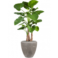 Alocasia calidora in Baq Polystone Plain