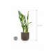 Растение в кашпо Strelitzia reginae in Baq Luxe Lite Universe Waterfall