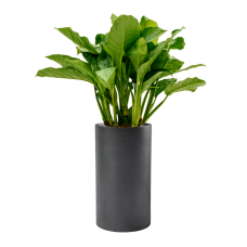 Aglaonema 'Freedman' in Baq Basic