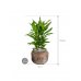 Растение в кашпо Cordyline fruticosa' Glauca' in Magma