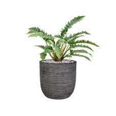 Philodendron 'Narrow' in Capi Nature Rib NL