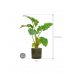 Растение в кашпо Alocasia 'Portodora' in Cylinder