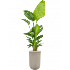Strelitzia nicolai (120-160) in Baq Vertical Rib