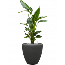 Strelitzia nicolai in Baq Polystone Plain