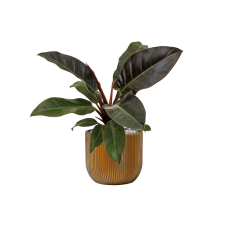 Philodendron 'Imperial Red' in Capi Nature Groove