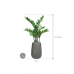 Растение в кашпо Zamioculcas in Ridged Vertically