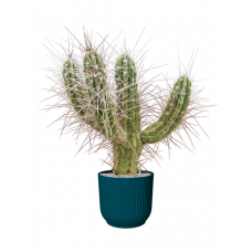 Stetsonia coryne in Vibes Fold