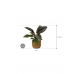 Растение в кашпо Philodendron 'Imperial Red' in Capi Nature Groove