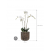 Растение в кашпо Phalaenopsis in Baq Luxe Lite Universe Waterfall
