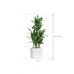 Растение в кашпо Dracaena fragrans 'Burundii' in Capi Lux Terrazzo