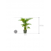 Растение в кашпо Alocasia 'Portodora' in Greenville