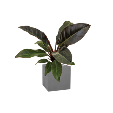 Philodendron 'Imperial Red' in Natural