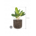 Растение в кашпо Aglaonema 'Key Lime' in Baq Luxe Lite Universe Waterfall