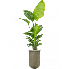 Strelitzia nicolai (120-160) in Baq Vertical Rib