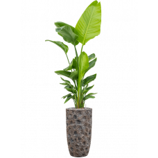 Strelitzia nicolai (120-160) in Baq Luxe Lite Universe Moon