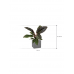 Растение в кашпо Philodendron 'Imperial Red' in Natural