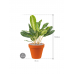 Растение в кашпо Aglaonema 'Key Lime' in Terra Cotta