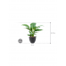 Растение в кашпо Spathiphyllum 'Sensation' in Grigio