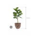 Растение в кашпо Ficus lyrata in Baq Lava