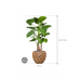 Растение в кашпо Alocasia calidora in Baq Facets Ageless