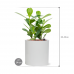 Растение в кашпо Clusia rosea 'Green Magic' in Fiberstone