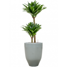 Dracaena fragrans 'Compacta'q in One and Only