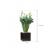 Растение в кашпо Strelitzia reginae in Capi Lux Terrazzo