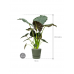 Растение в кашпо Alocasia 'Regal Shields' in Greenville