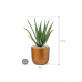 Растение в кашпо Aloe vera barbadensis in Capi Lux Retro