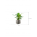 Растение в кашпо Spathiphyllum 'Sensation' in Grigio