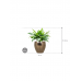 Растение в кашпо Aglaonema 'Maria' in Amora