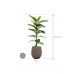 Растение в кашпо Ficus elastica 'Robusta' in Baq Opus Hit