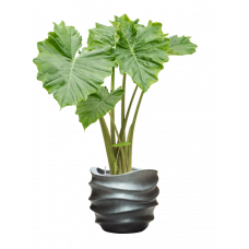 Alocasia 'Portodora' in Baq Gradient Lee