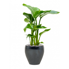 Strelitzia nicolai in Amora