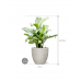 Растение в кашпо Aglaonema 'Christina' in Baq Angle