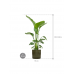 Растение в кашпо Strelitzia nicolai in Cylinder