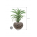 Растение в кашпо Dracaena fragrans 'White Jewel' in Baq Luxe Lite Moon