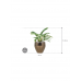 Растение в кашпо Philodendron 'Narrow' in Amora