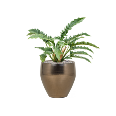 Philodendron 'Narrow' in Amora